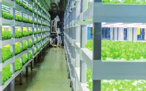 中科三安、京東等國內(nèi)20家植物工廠大盤點 生物飼料研發(fā)新趨勢